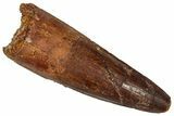 Fossil Spinosaurus Tooth - Real Dinosaur Tooth #360106-1
